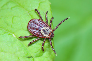 tick treatment for house